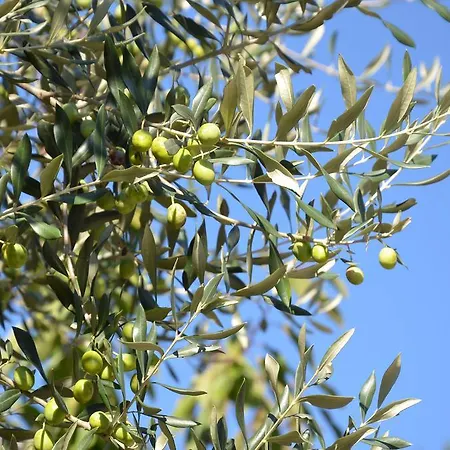 Apartments Portorose Apartman *