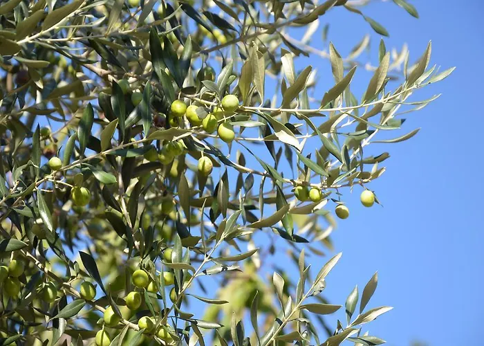 Apartments Portorose 公寓 *