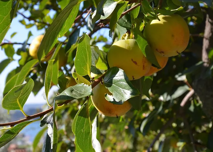 公寓 Apartments Portorose *